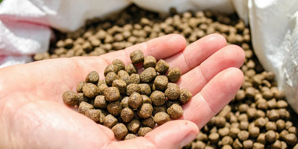 Feed could become more costly for salmon producers, feed giants told IntraFish in February.