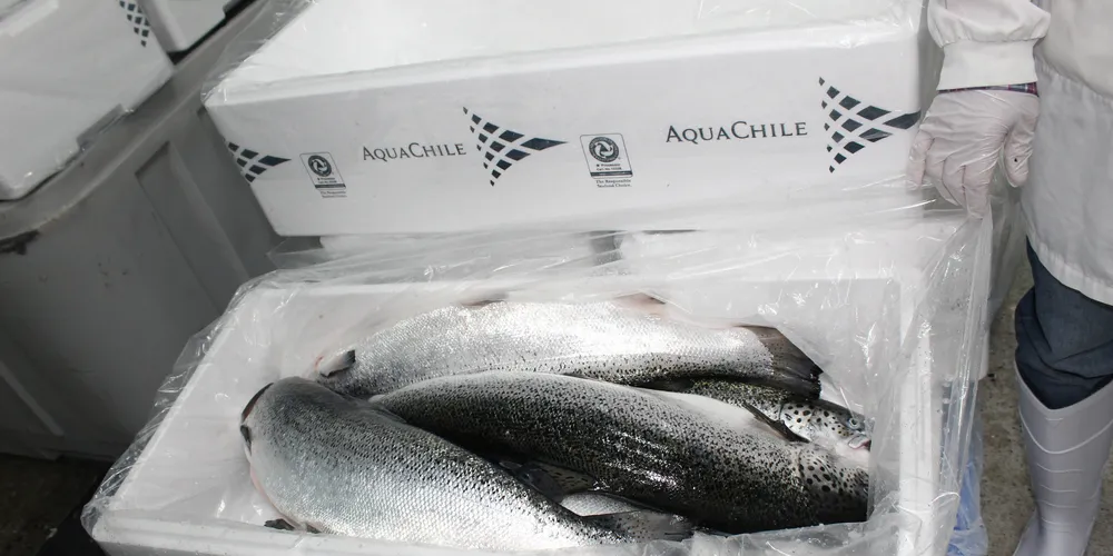 Chile's answer to Norwegian salmon marketing gains ground