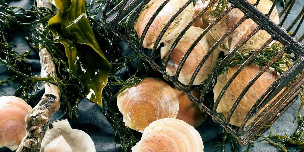 Seatrade acquires new scallop facility