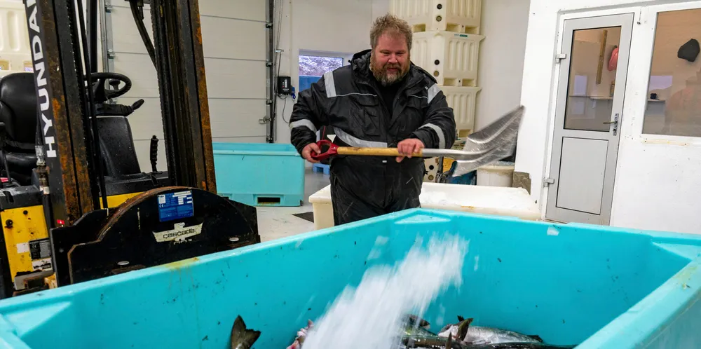 Paul Martin Wigdahl jobber på Ramstadlandet Fiskemottak. Her kaster han is på sei.