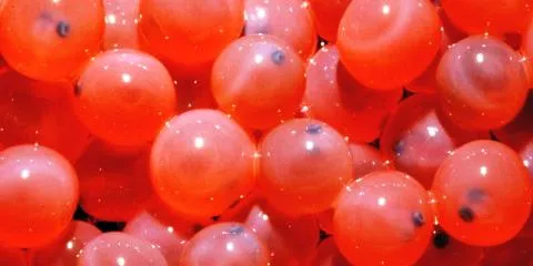 Salmon egg producer questions AquaBounty's claims