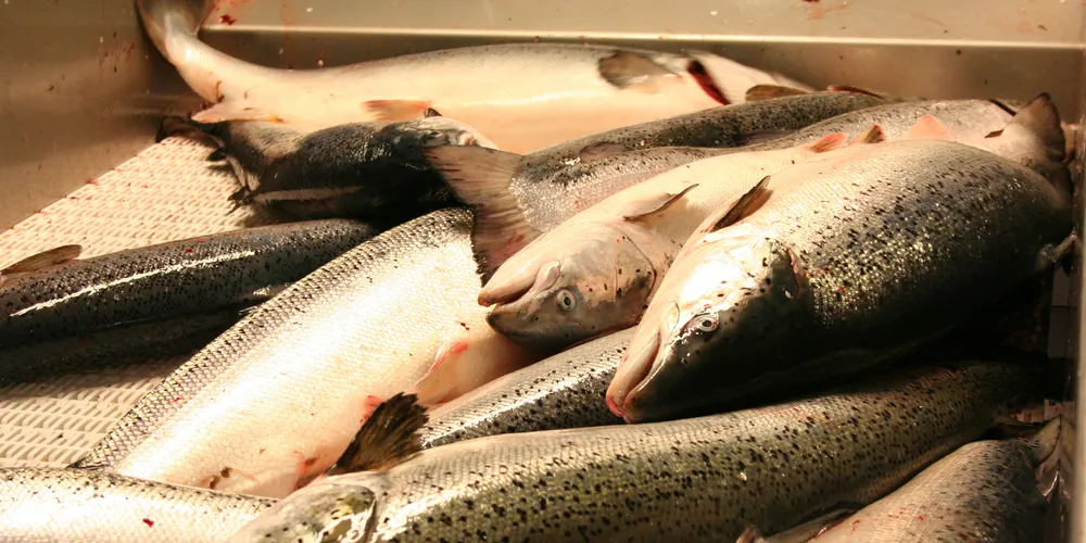 Chilean, Norwegian salmon shares sink following price collapse