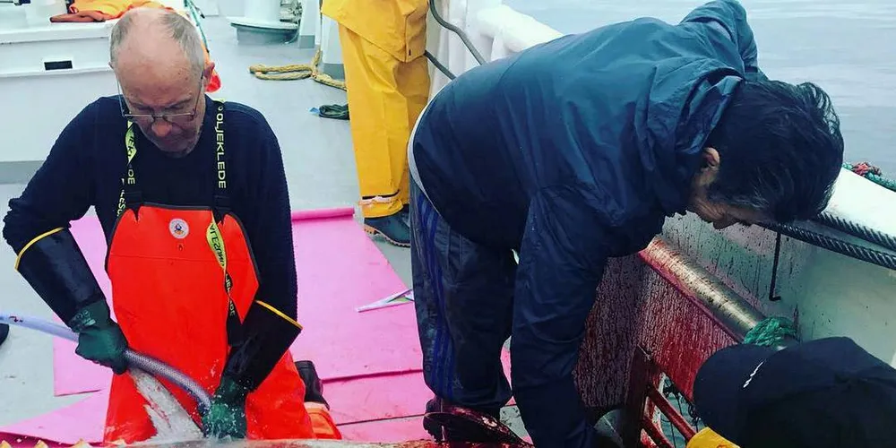 JAKTEN FORTSETTER: «Bluefin» fortsetter jakten på makrellstørjen mellom Slåtterøy og Marsteinen i Hordaland. Her sløyes en av de 29 første makrellstørjene som «Bluefin» sikret seg 24. august. Foto: Privat/Linn Theres Nekkøy