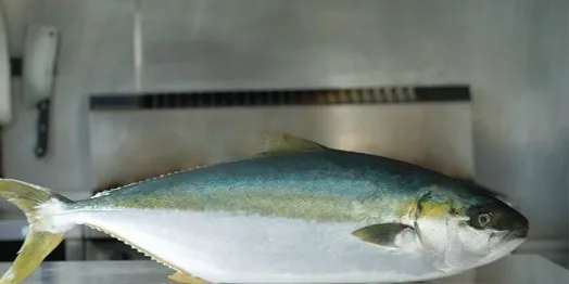 Clean Seas signs kingfish deal with Beston Global Food