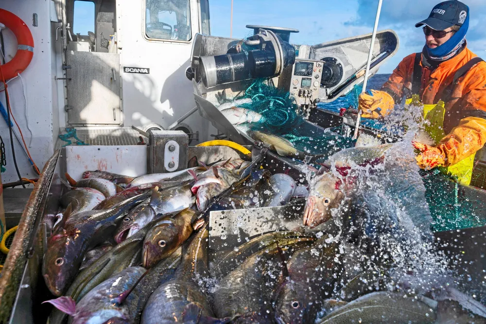 Det var 3000 fiskefartøyer og 910 fritidsfiskere som leverte torsk til 180 ulike fiskekjøpere i vinter.