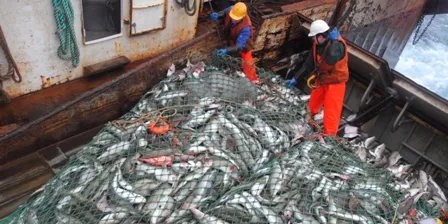 Ocean Trawlers Europe benefits from increased volumes, prices