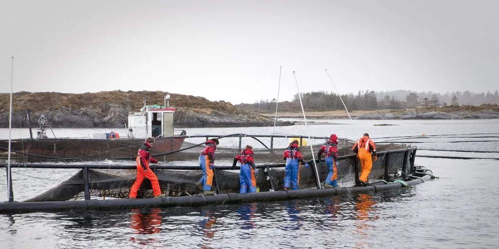 Her blir laks tatt om bord i brønnbåt, hvor den blir badet i hydrogenperoxid for å bli kvitt lakselus. Nå mener Marine Harvest at næringen bør jobbe for en null-lus-visjon. ILLUSTRASJONS