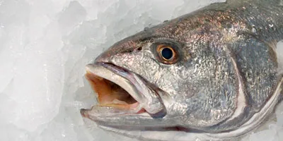 Seattle Fish, Andromeda partnership giving boost to meagre