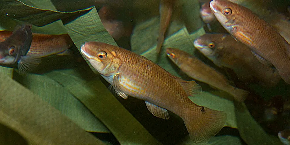 Leppefisk.