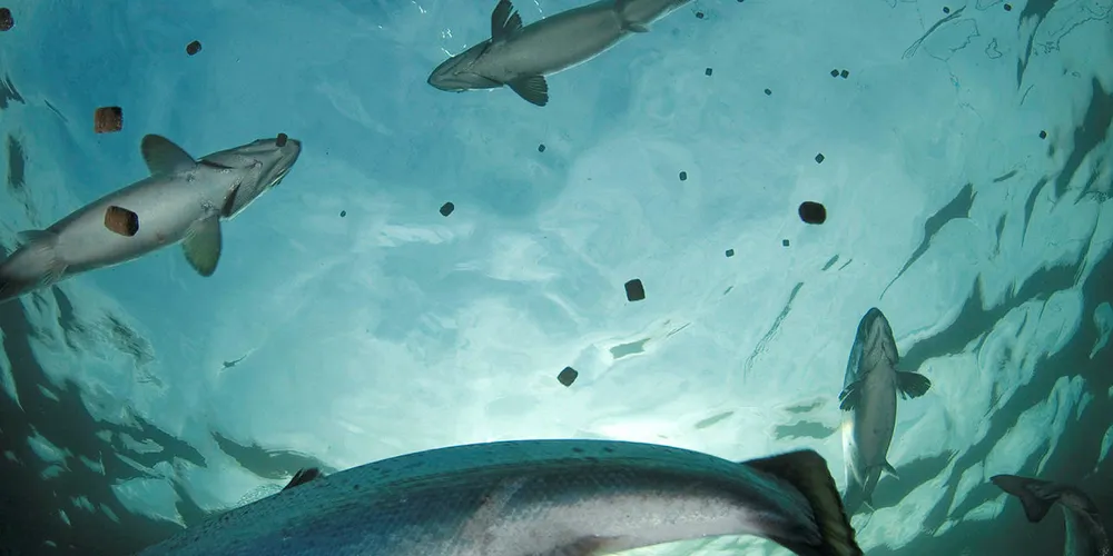 FDA OK's single-cell protein ingredient for salmon diets