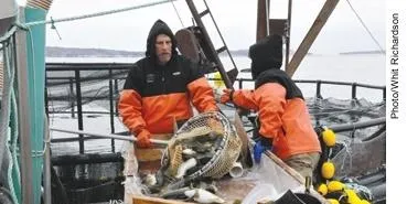 A new surge of aquaculture in Maine?