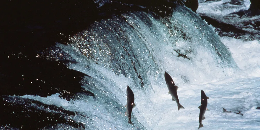 Photo: US Fish and Wildlife Service
