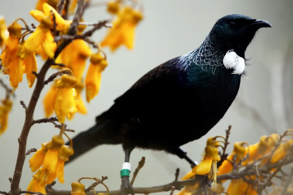 Namesake: the Tui bird of New Zealand