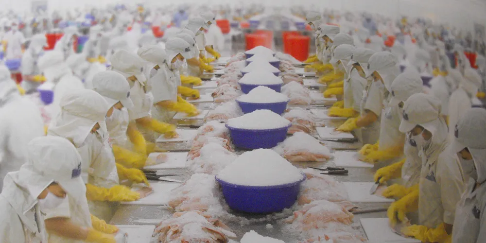 EU pangasius market dragged down by weak euro