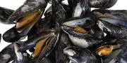 Company drops lossmaking mussel farm