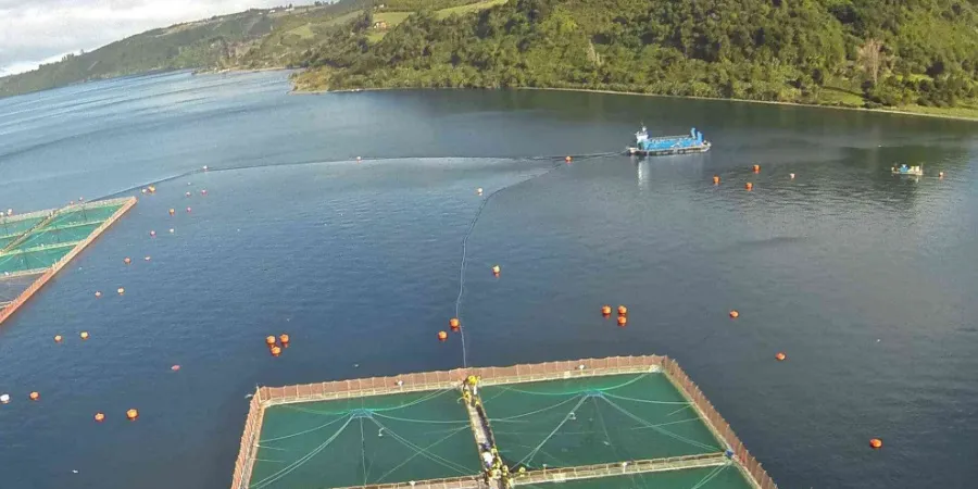 Marine Harvest pushes back against allegations it's 'strategically' limiting Chile production