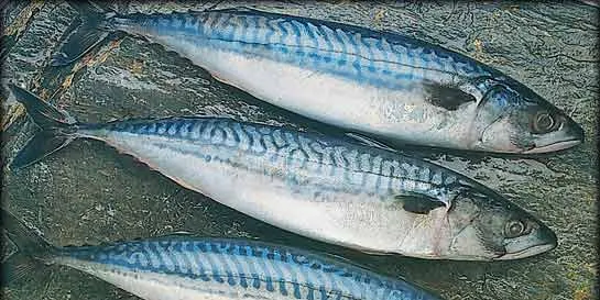 Photo: Ocean Choice International
