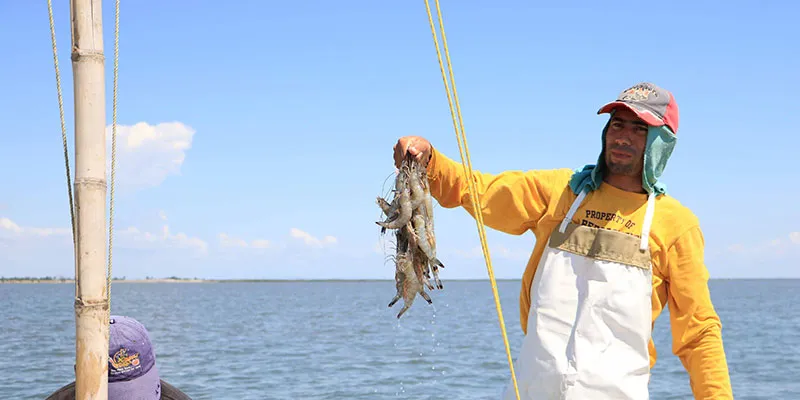 Del Pacifico Seafoods - wild Mexican shrimp
