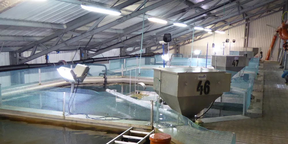 Illustrasjonsfoto: Snart kan kansje de innsatte ved Bastøy fengsel produsere sin egen fisk.