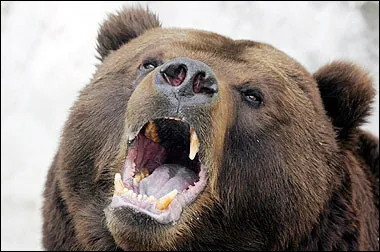 Bear hug: by Gazprom in Kamchatka