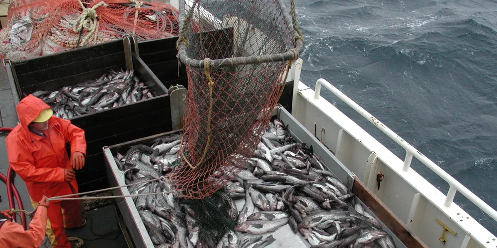 Alaska pollock season kicks off amid supply uncertainty