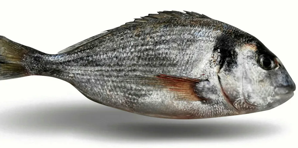 Sea bream from Halder Seafood.