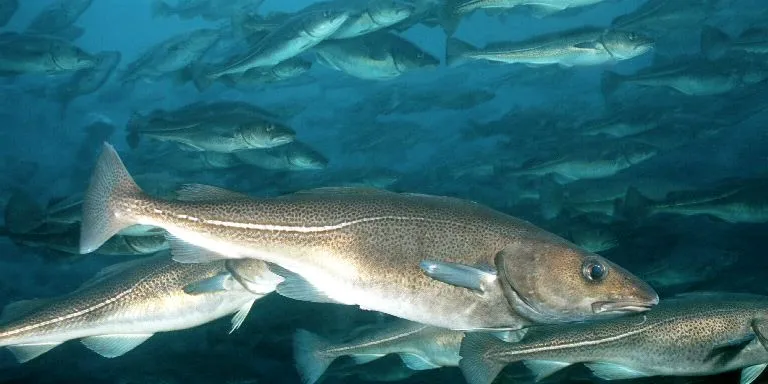 New cod price negotiations under way