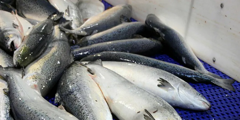 EKSPORT: Prime Ocean Norge eksporterer laks og annen fisk for morselskapet i Danmark.