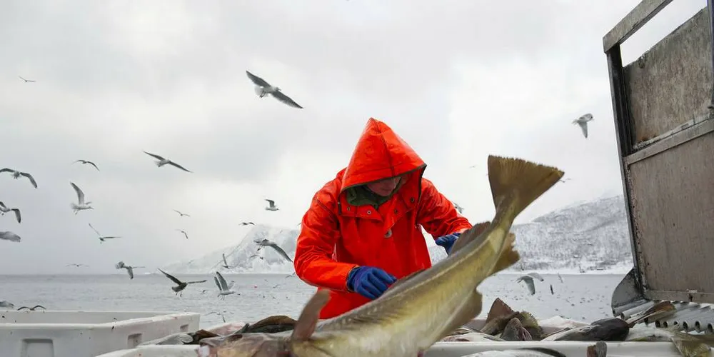 Skrei.Foto: Ingun A. Mæhlum
