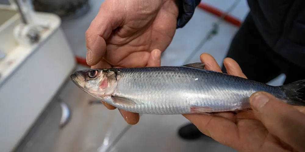 Årsklassene av sild har de siste årene vært små