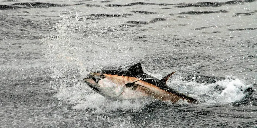IKKE BARE-BARE PÅ STANG: – Størjen må trøttes ut. Det kan ta en eller flere timer. Vi vil prøve å merke fisken mens den er i sjøen. Den skal ikke tas om bord, sier forsker Leif Nøttestad ved Havforskningsinstituttet. Illustrasjonsfoto: Iñigo Onandia