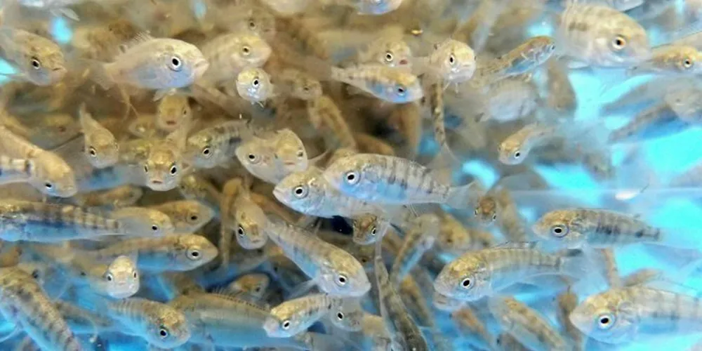 Tilapia-yngel.