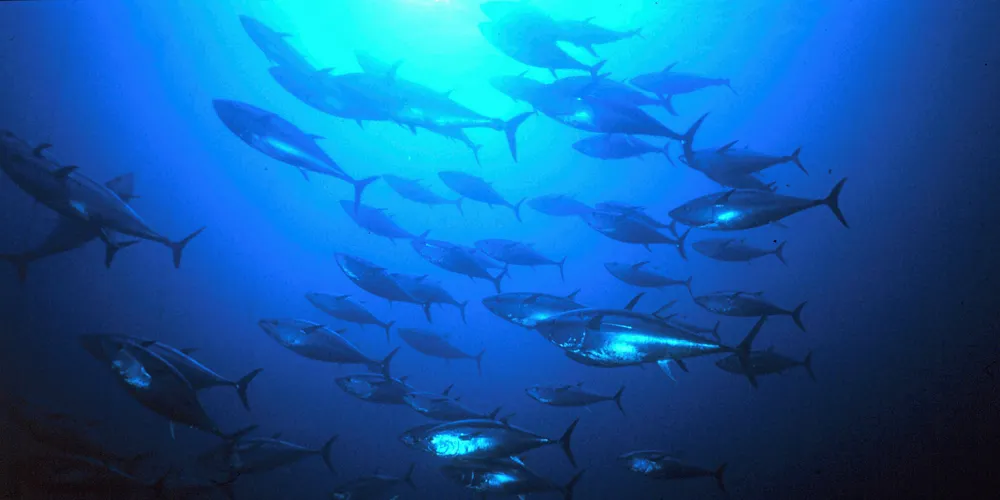 Sustainability solutions head of agenda at Tuna 2018