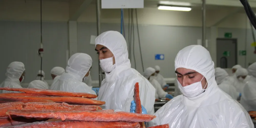 Workers at Cermaq's Ancud factory on Quemchi Island processing coho salmon.