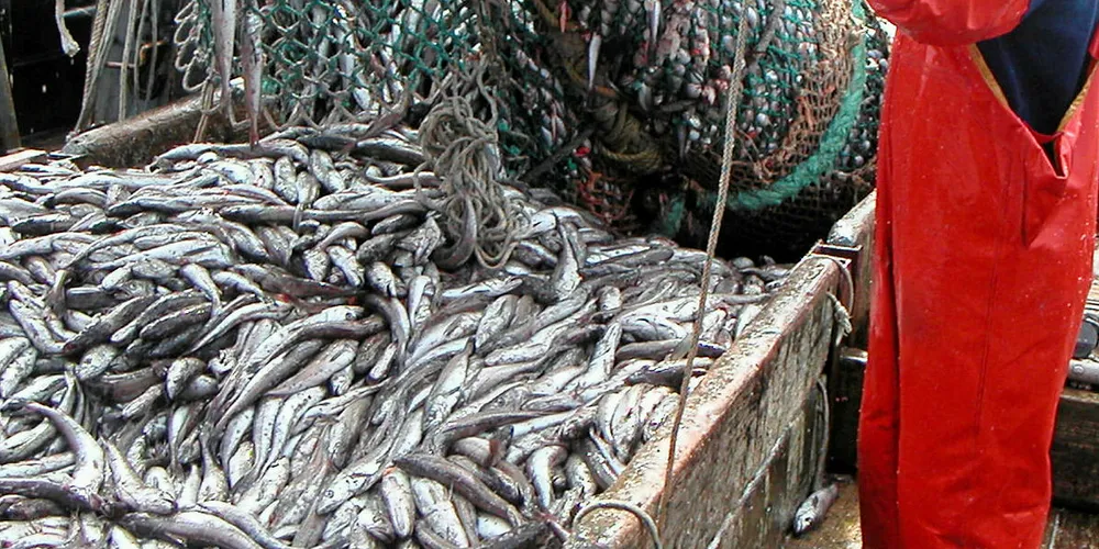 US Pacific hake.
