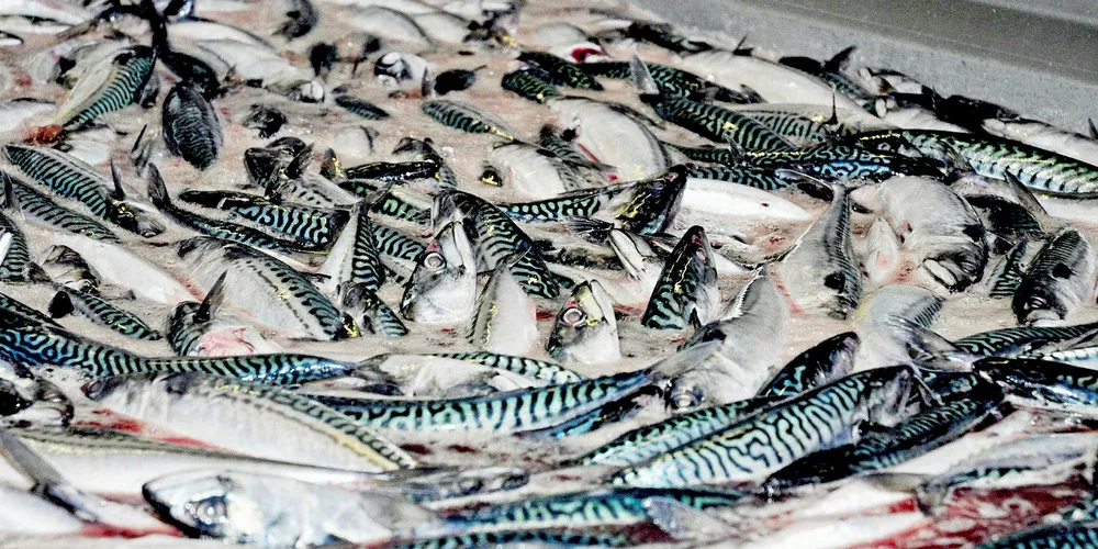 The poor health of the Atlantic mackerel fishery could present a problem for lobster fishermen.