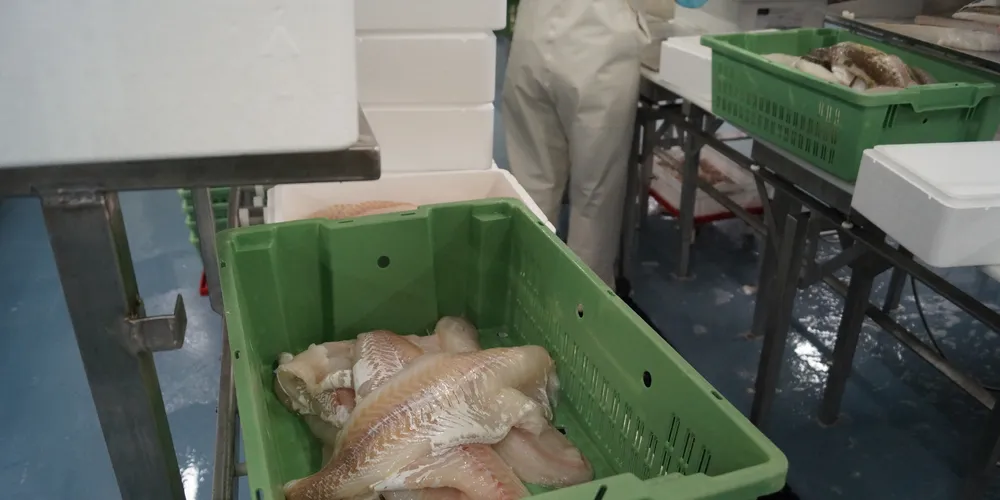 Fresh cod fillets. Photo: IntraFish