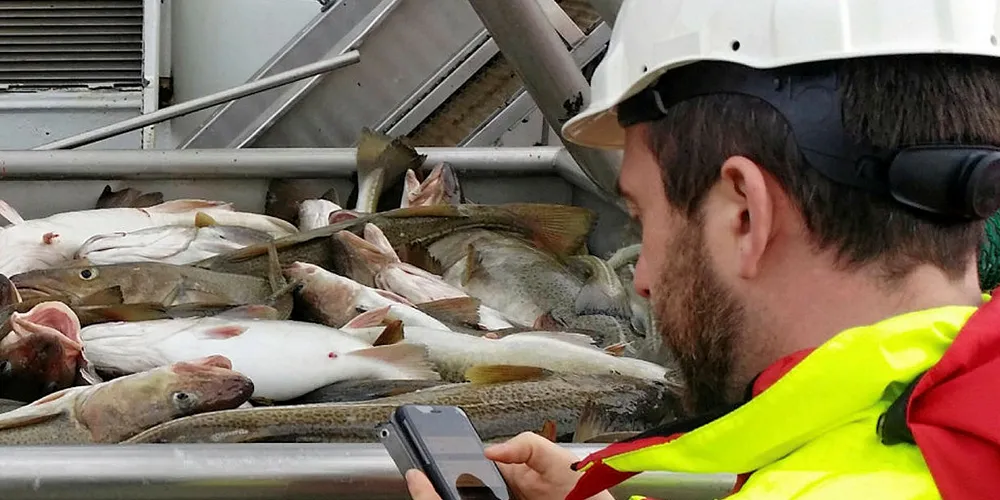 Frå skreitoktet 2019, trålprøvefangst om bord på «Johan Hjort».