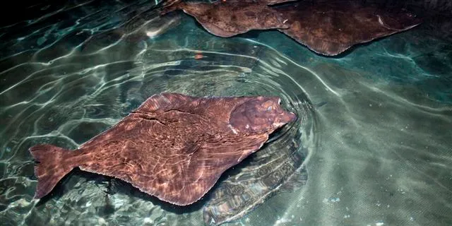 New record for halibut farmer