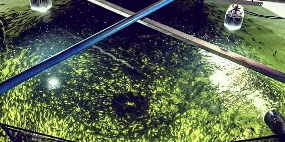 Atlantic Sapphire pre-smolt tanks. Atlantic Sapphire.