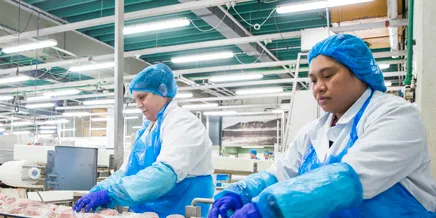 HB Grandi increases whitefish processing amid struggling capelin harvesting