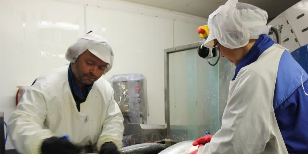 Norwegian salmon prices see strong rebound