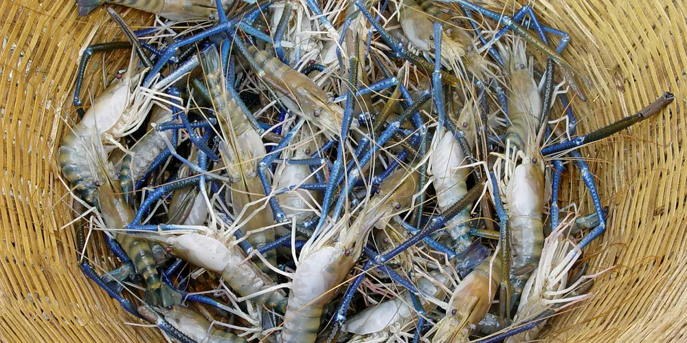 Earnings plummet for Indian shrimp giant Avanti Feeds