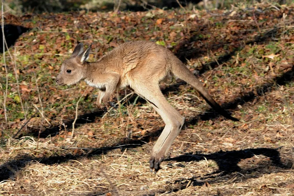 Jumping for joy: Karoon wildcat finds oil off Brazil