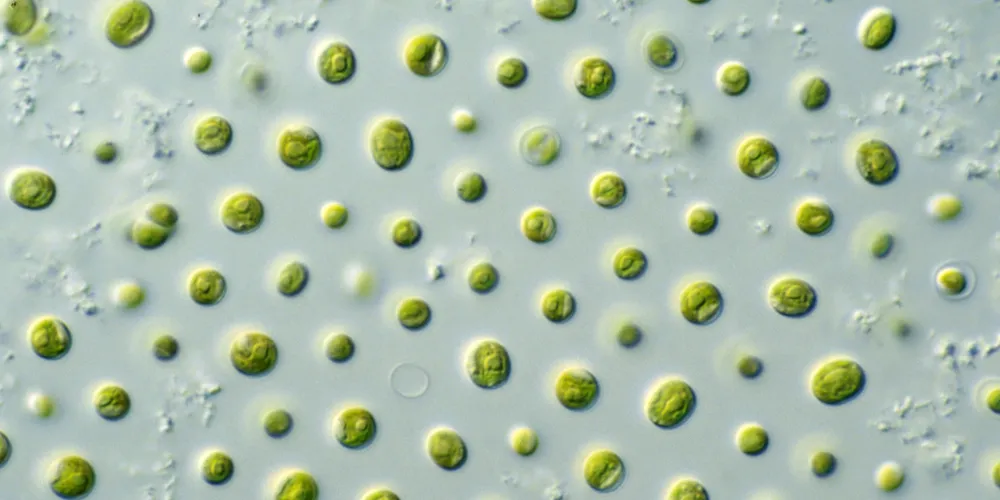Photo: CSIRO
