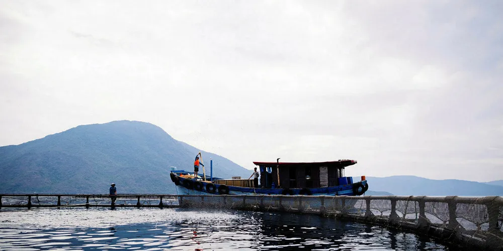 Barramundi farming has already taken off in neighboring SE Asia, where returns are high.