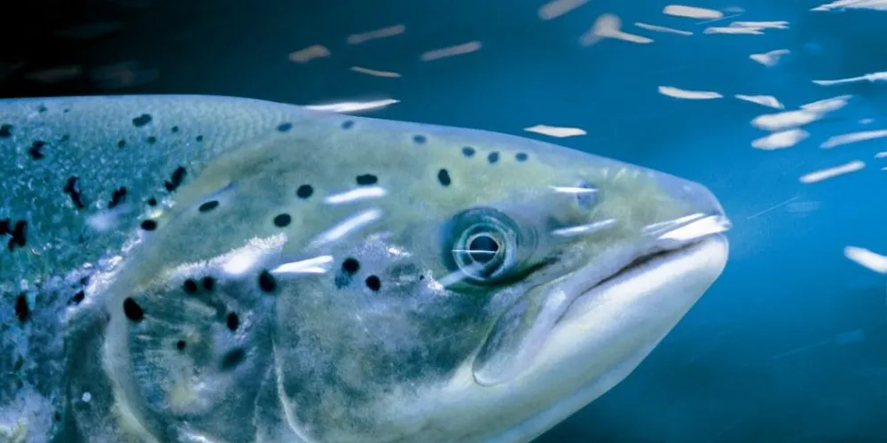 IntraFish Stockwatch: Marine Harvest shows two years of growth