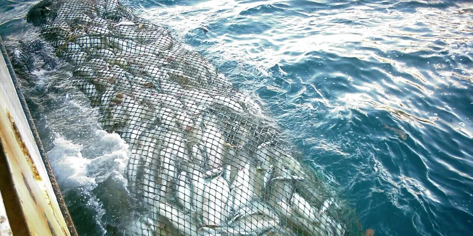 Sources: Cod quota increases good news, but worries on southern Europe