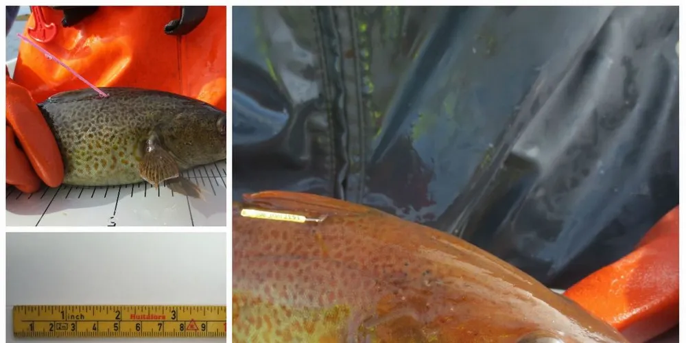 Havforskerne ber fiskere melde fra om de kommer over merket kysttorsk (bildet). Foto: Havforskningsinstituttet