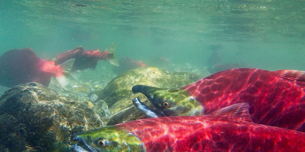 Pebble Mine begins permitting process